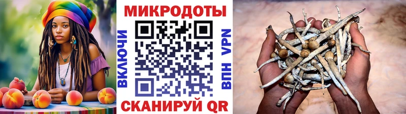 Псилоцибиновые грибы Psilocybe  купить   Кропоткин 